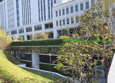 市民中心垂直绿化，横琴新区市民服务中心植物墙