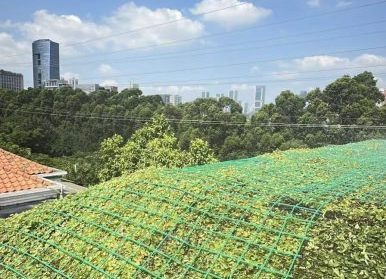 深圳南山屋顶绿化项目